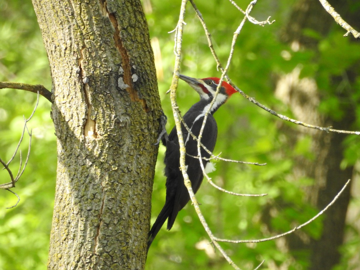 Pileated Woodpecker - Kevin Slattery