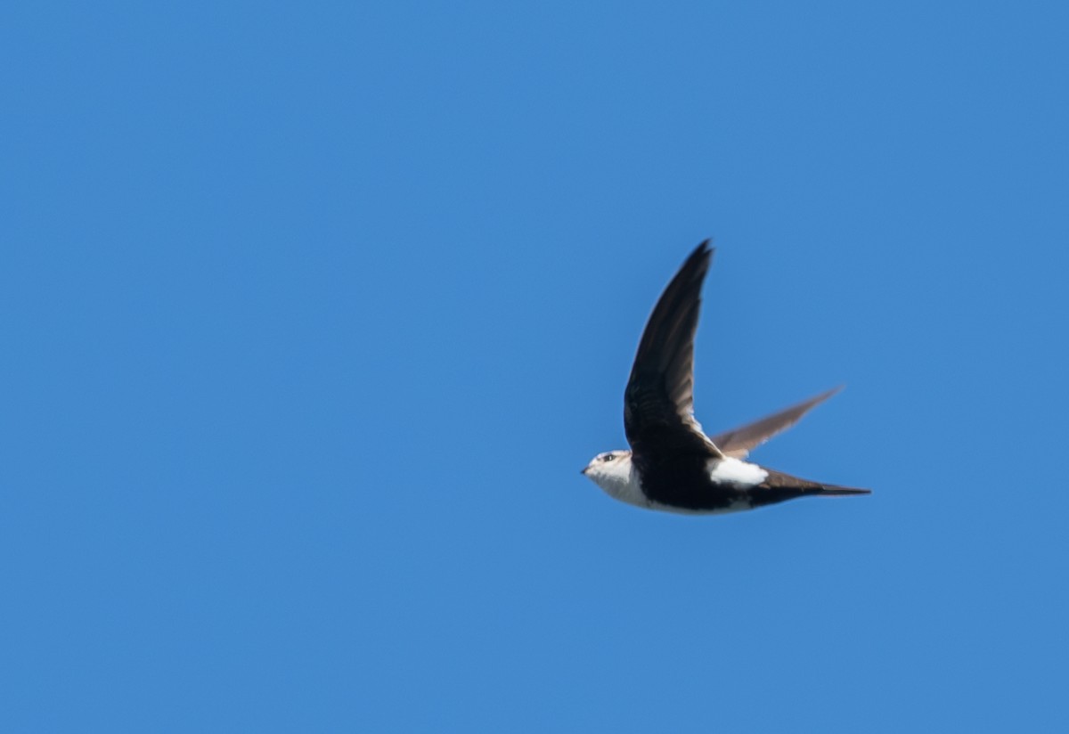 White-throated Swift - ML618305410