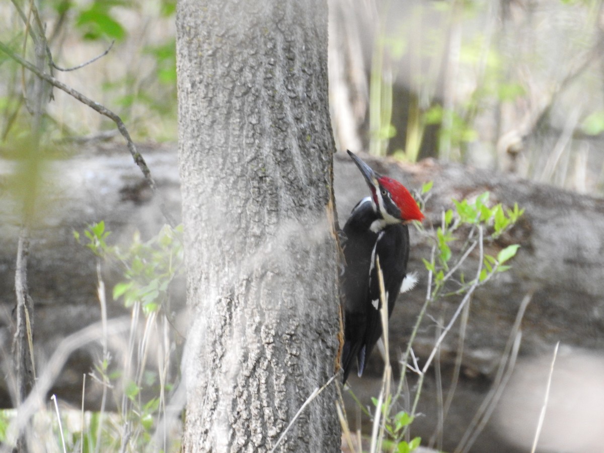 Pileated Woodpecker - Kevin Slattery