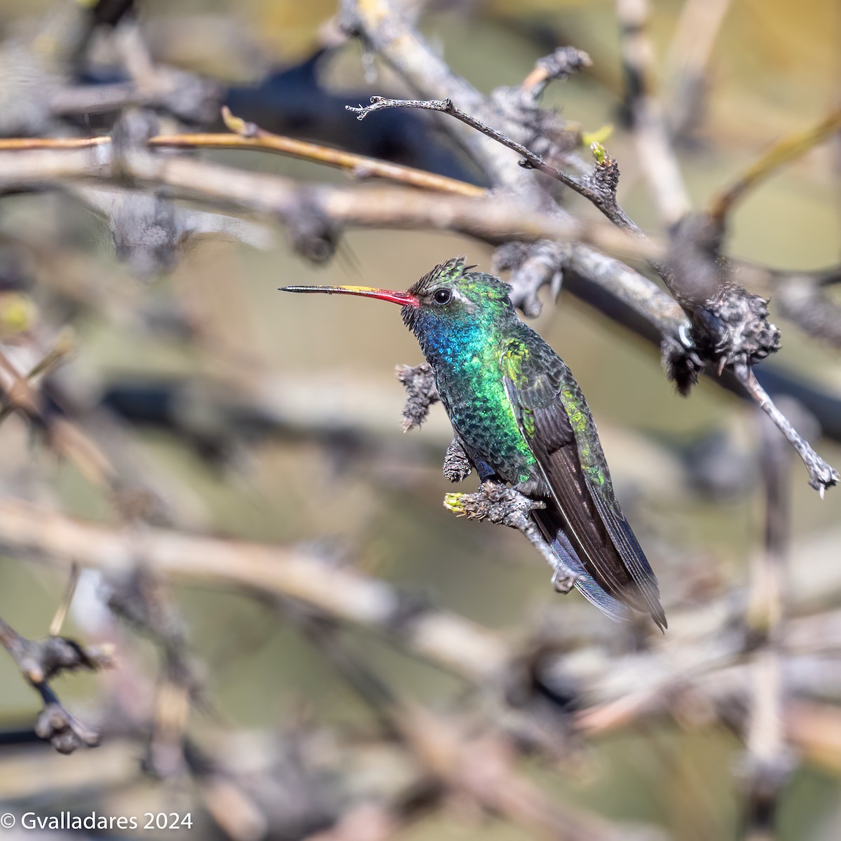 Broad-billed Hummingbird - ML618305424