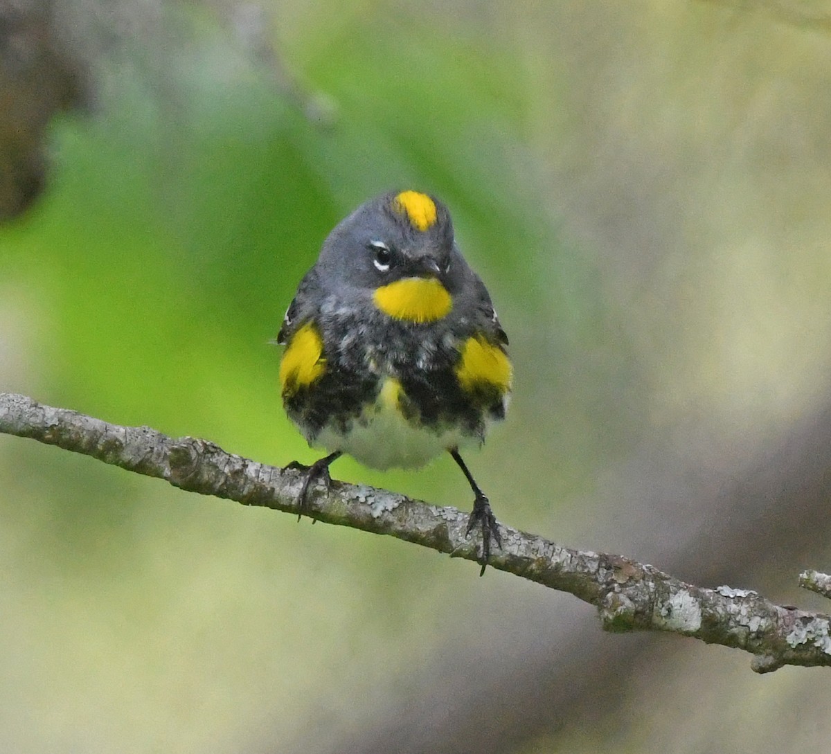 lesňáček žlutoskvrnný (ssp. auduboni) - ML618305430