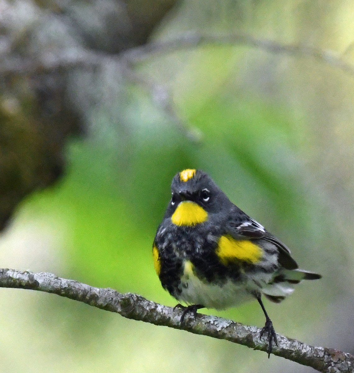Yellow-rumped Warbler (Audubon's) - ML618305431