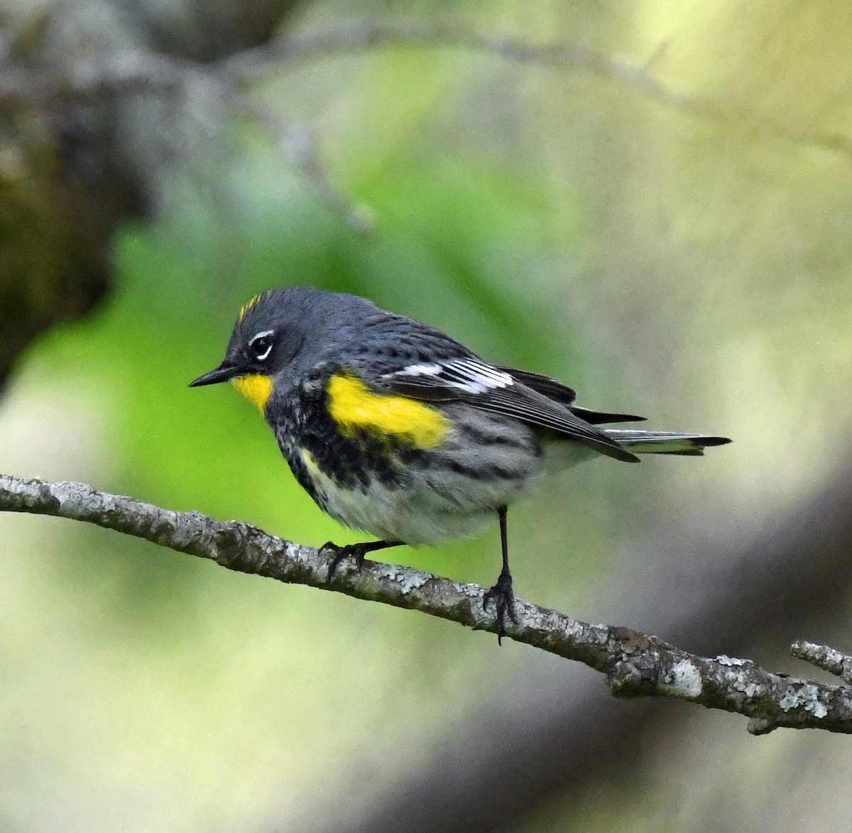 Yellow-rumped Warbler (Audubon's) - ML618305432