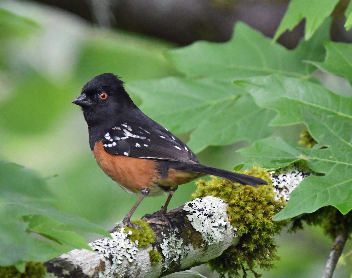 Spotted Towhee - ML618305435