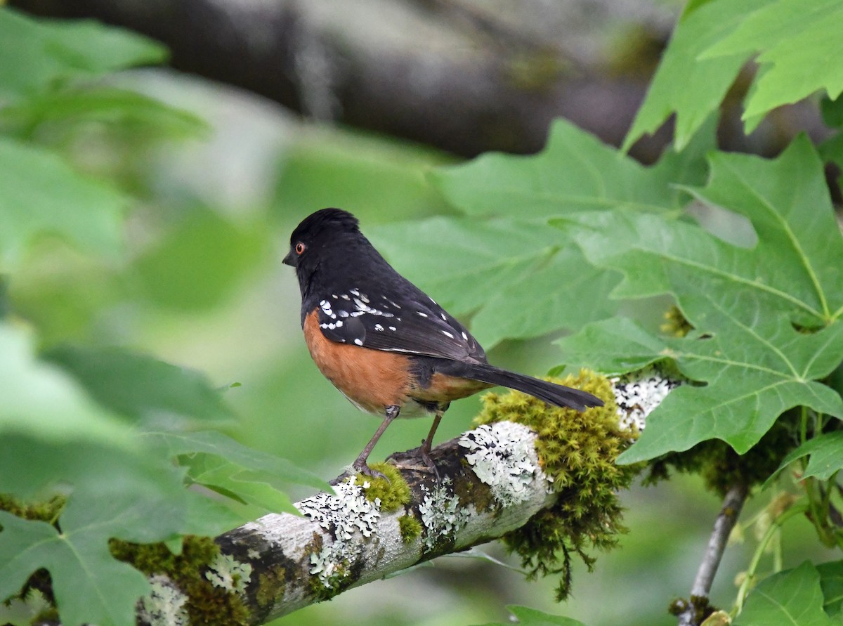 Spotted Towhee - ML618305436