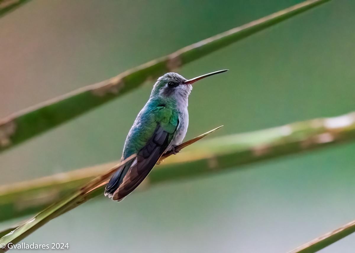 Broad-billed Hummingbird - George Valladares