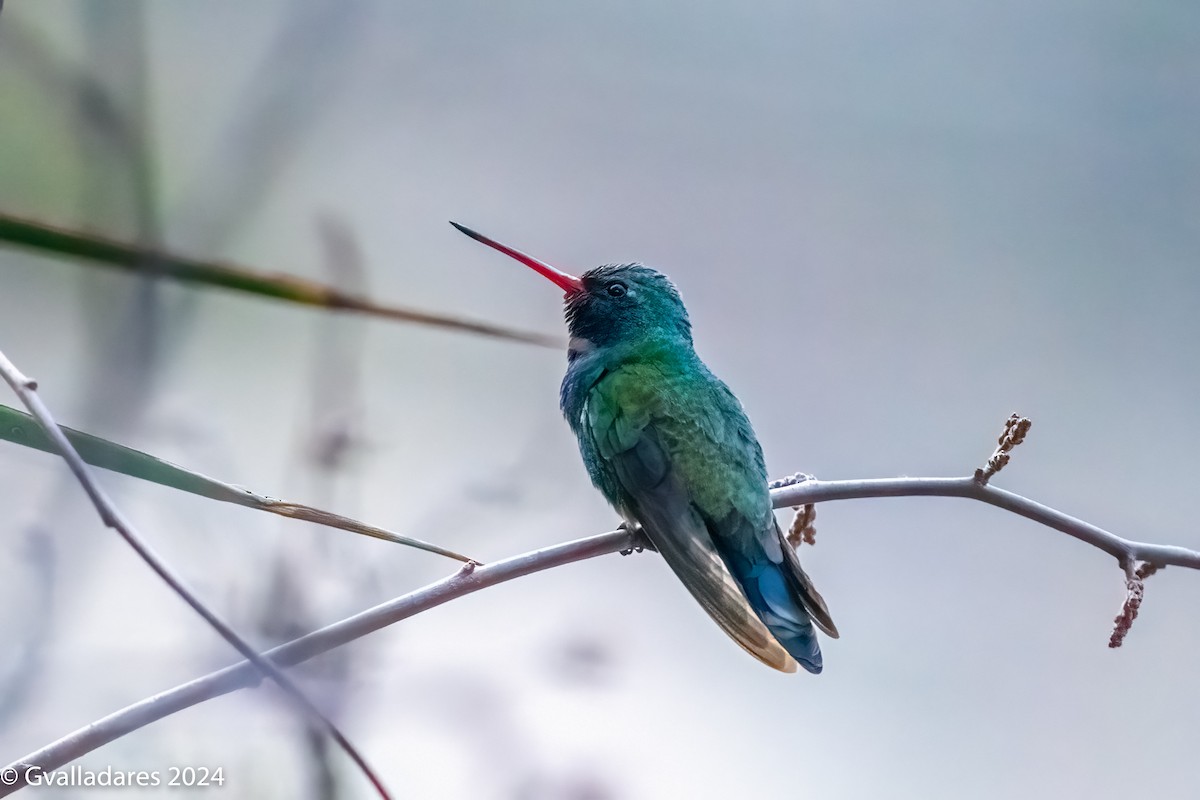 Broad-billed Hummingbird - ML618305454