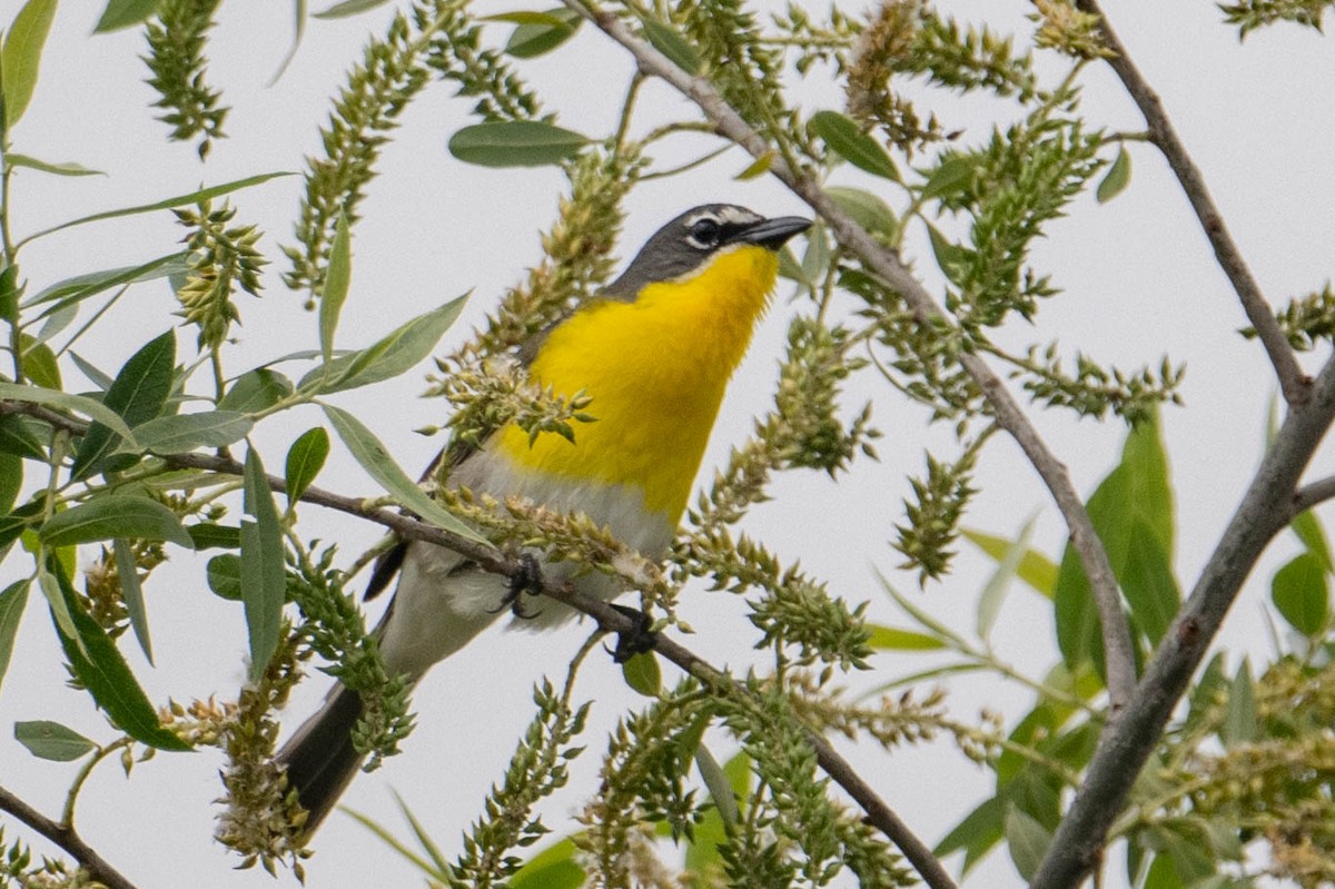 Yellow-breasted Chat - ML618305486