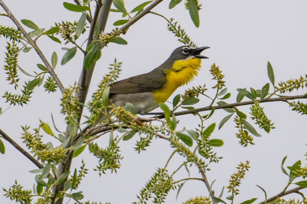 Yellow-breasted Chat - ML618305487