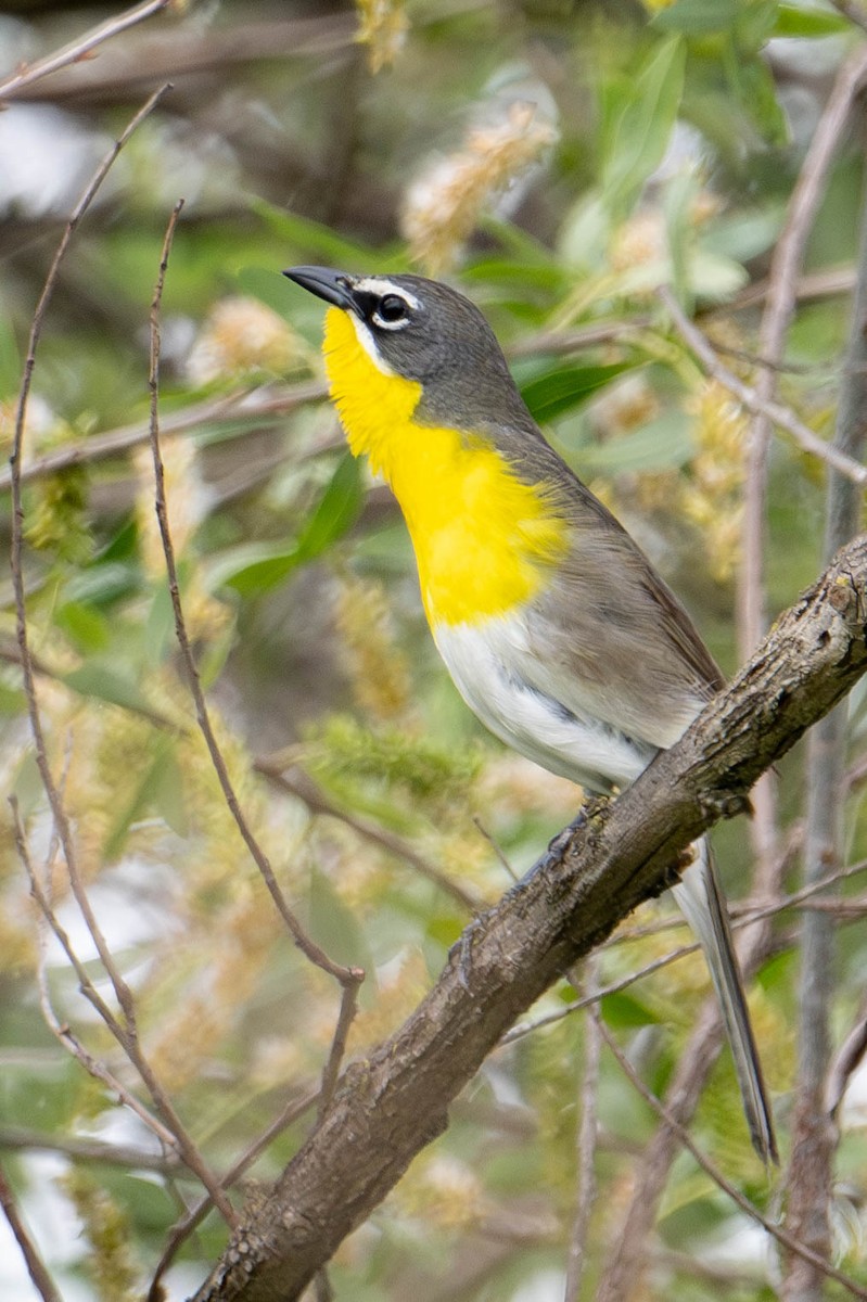 Yellow-breasted Chat - ML618305493