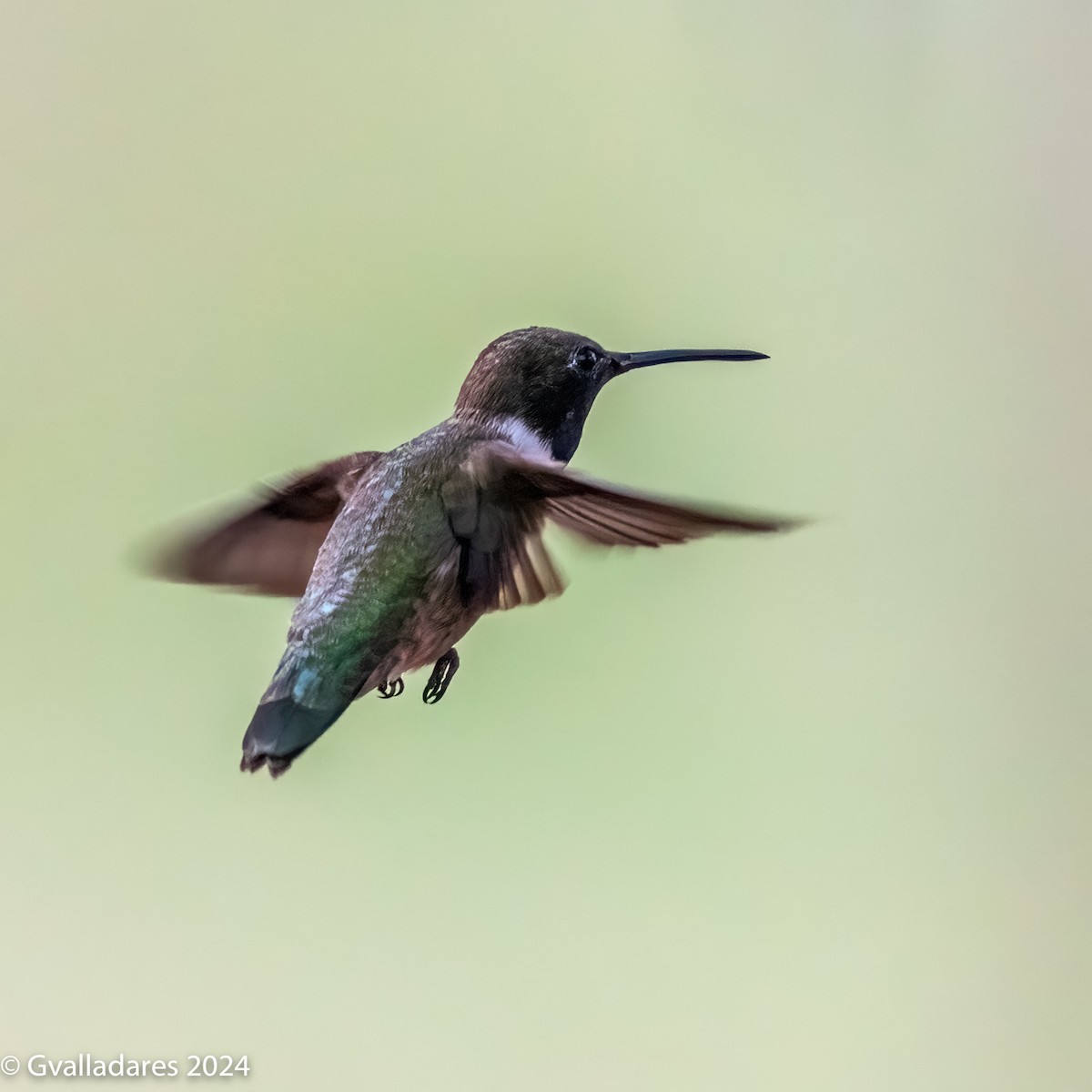 Black-chinned Hummingbird - ML618305499