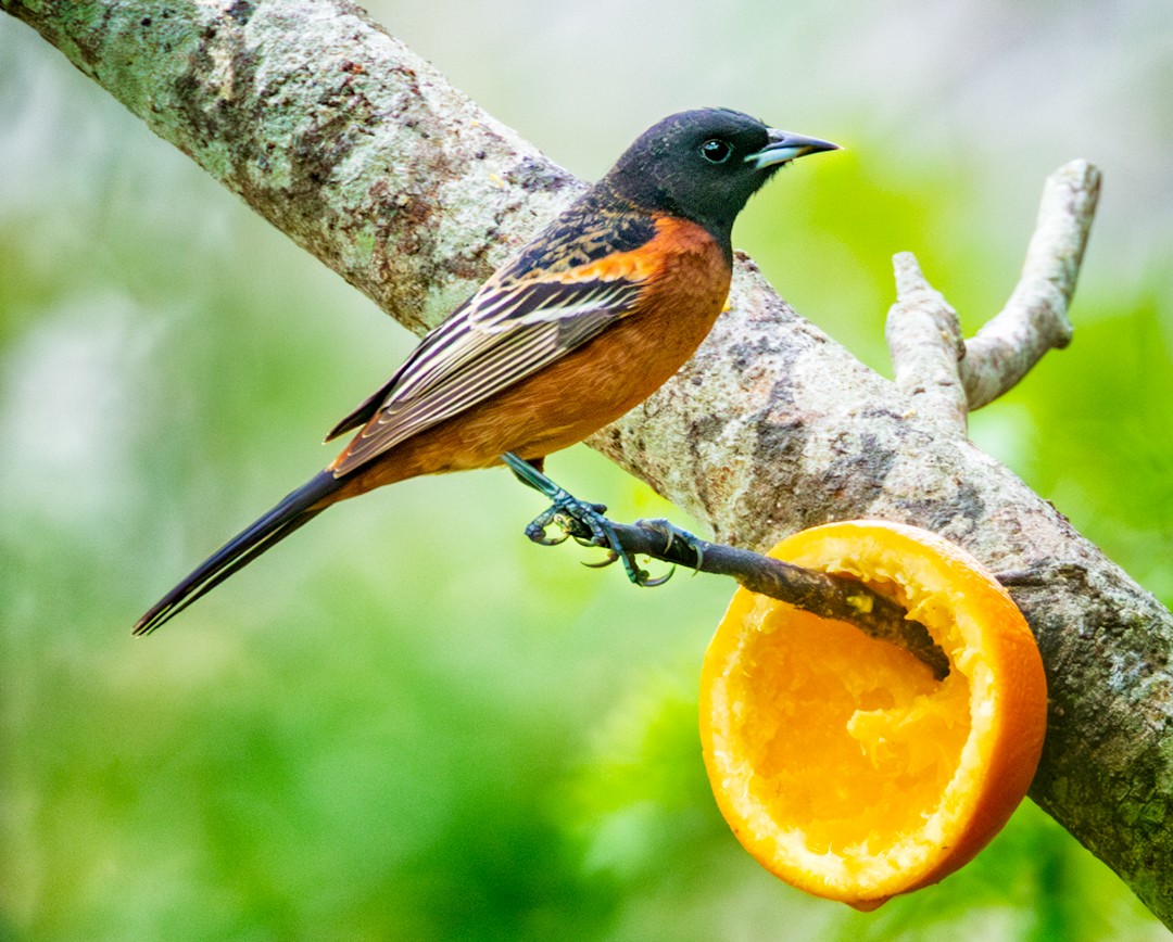 Orchard Oriole - Eric Dyck