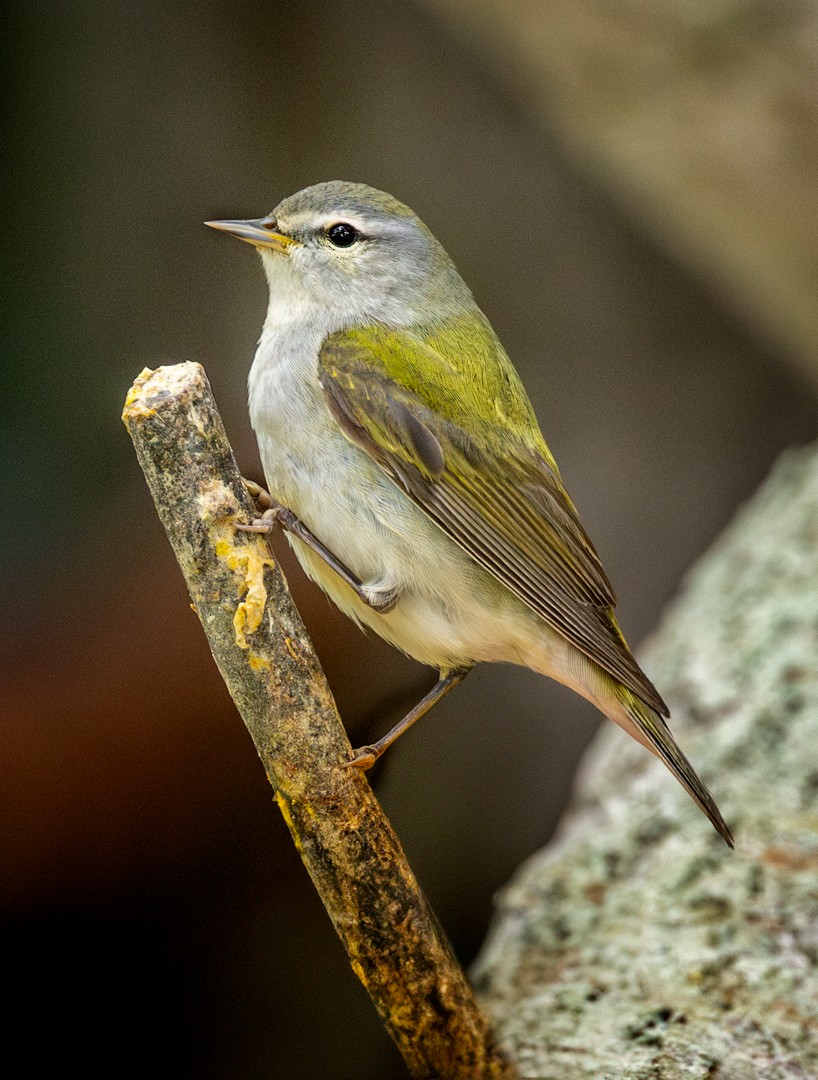 Tennessee Warbler - Eric Dyck