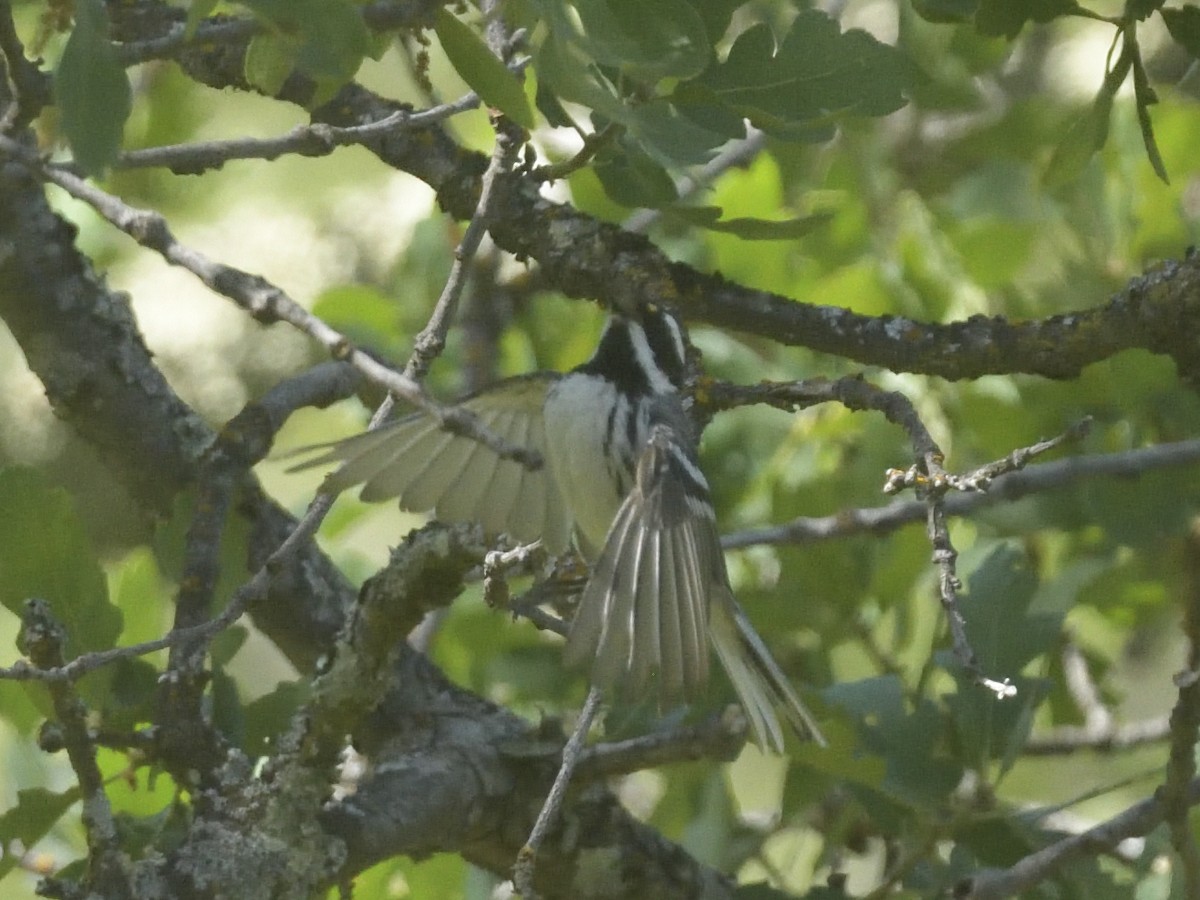Black-throated Gray Warbler - Alan Bade