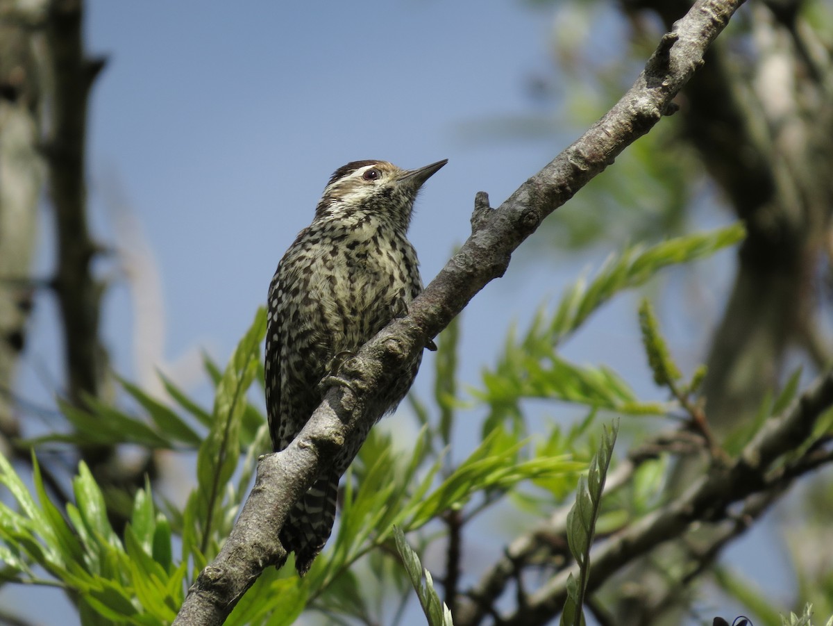 Checkered Woodpecker - ML618305565