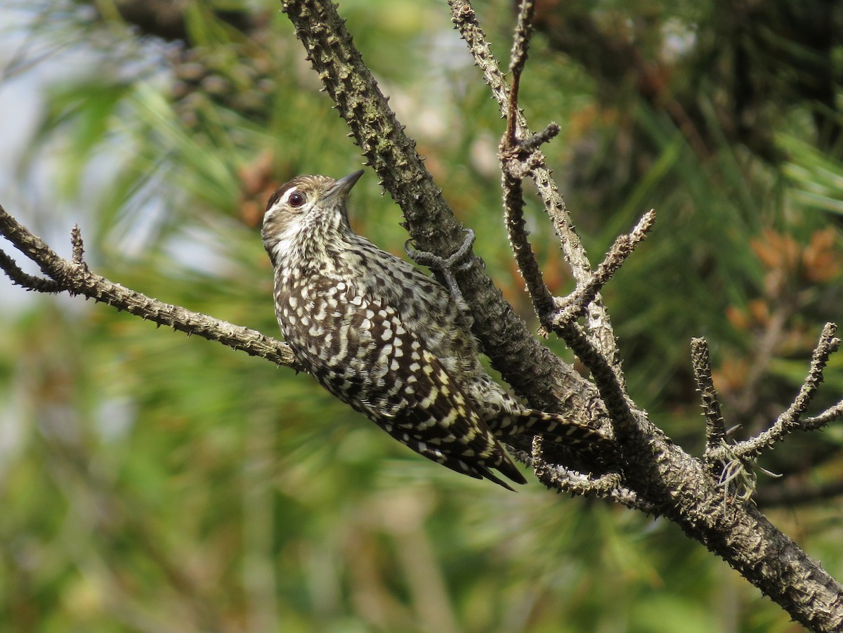 Checkered Woodpecker - ML618305567