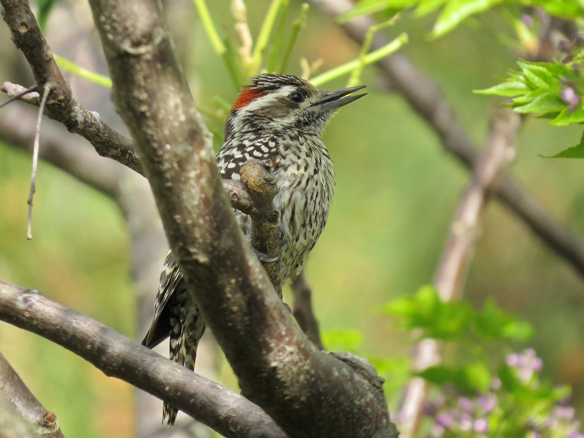 Checkered Woodpecker - ML618305568
