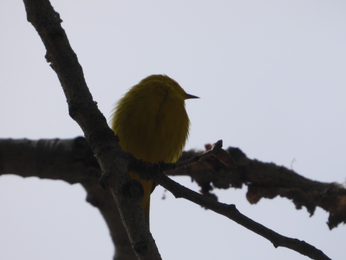 Yellow Warbler - ML618305619
