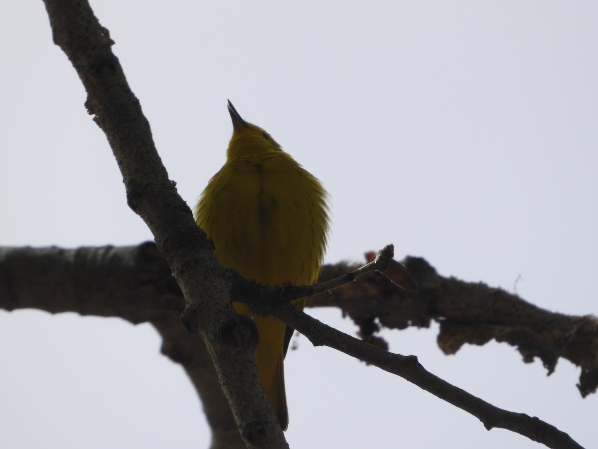 Yellow Warbler - ML618305620