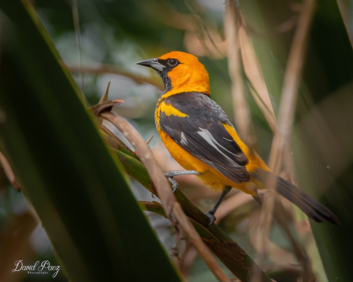 Spot-breasted Oriole - ML618305631