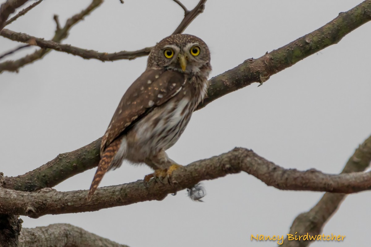 Ferruginous Pygmy-Owl - ML618305636