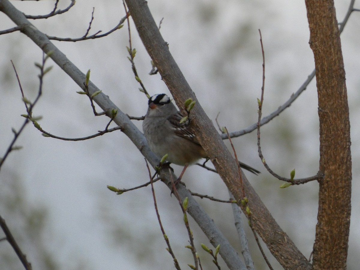 White-crowned Sparrow - ML618305647