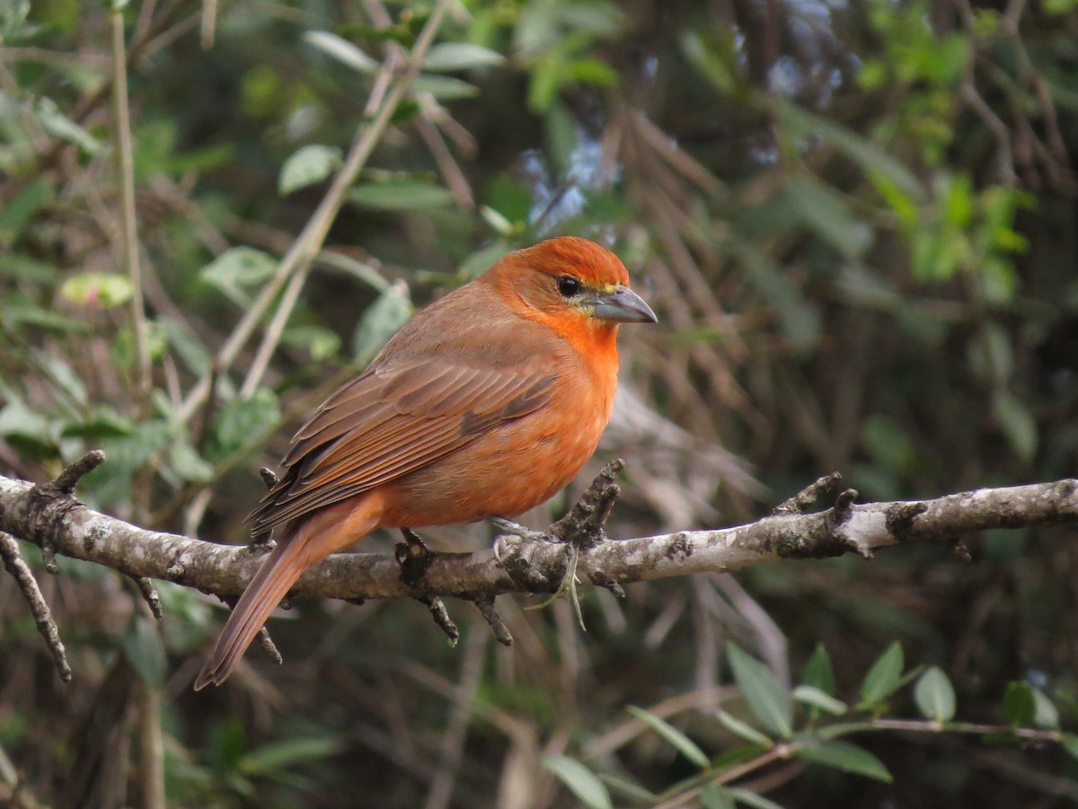 Hepatic Tanager - ML618305650