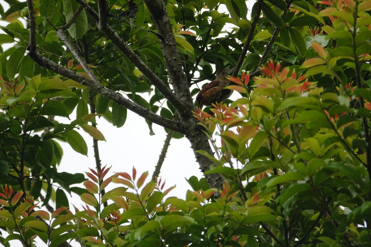 Лінивка-смугохвіст панамська - ML618305674