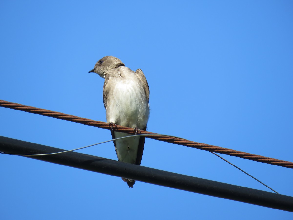 Northern Rough-winged Swallow (Northern) - ML618305702