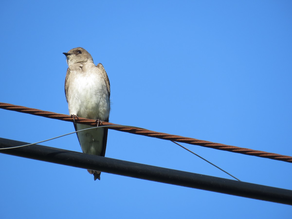 Northern Rough-winged Swallow (Northern) - ML618305703