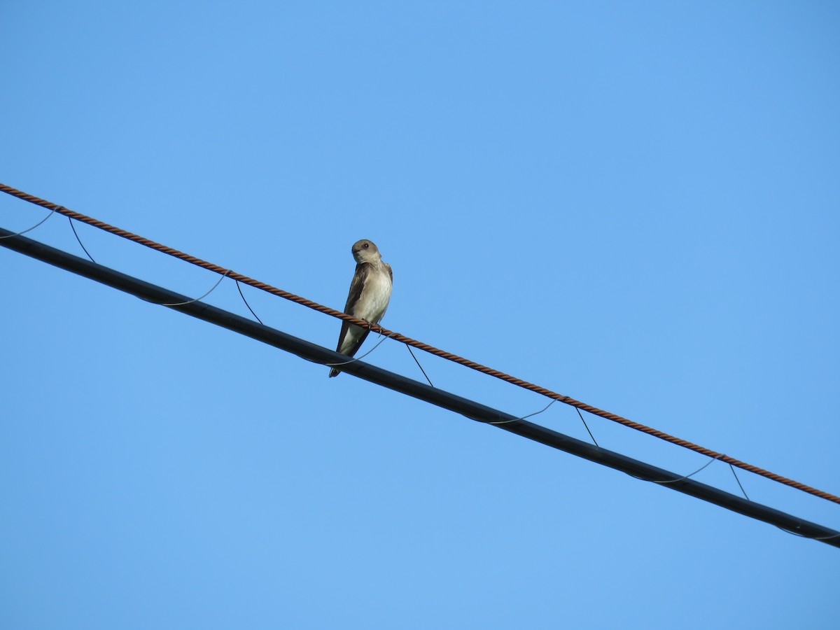 Northern Rough-winged Swallow (Northern) - ML618305704