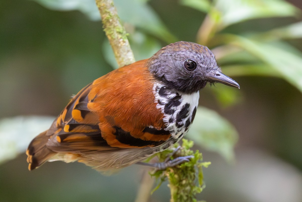 Spotted Antbird - ML618305707