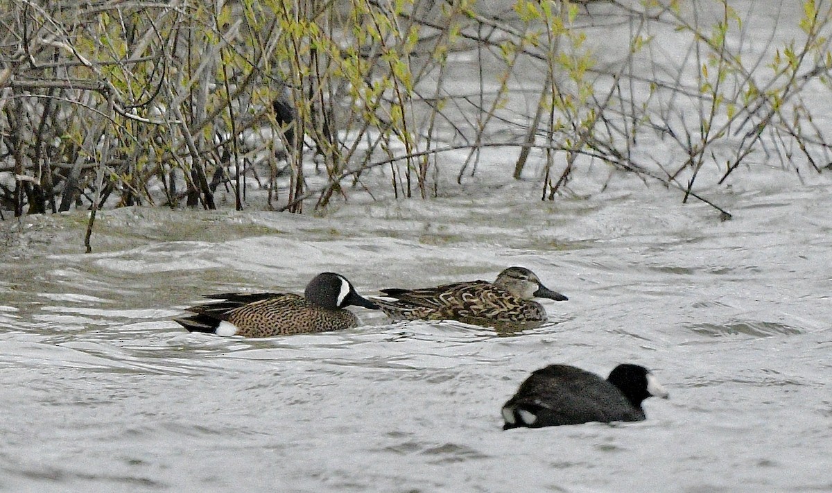 Blue-winged Teal - ML618305727