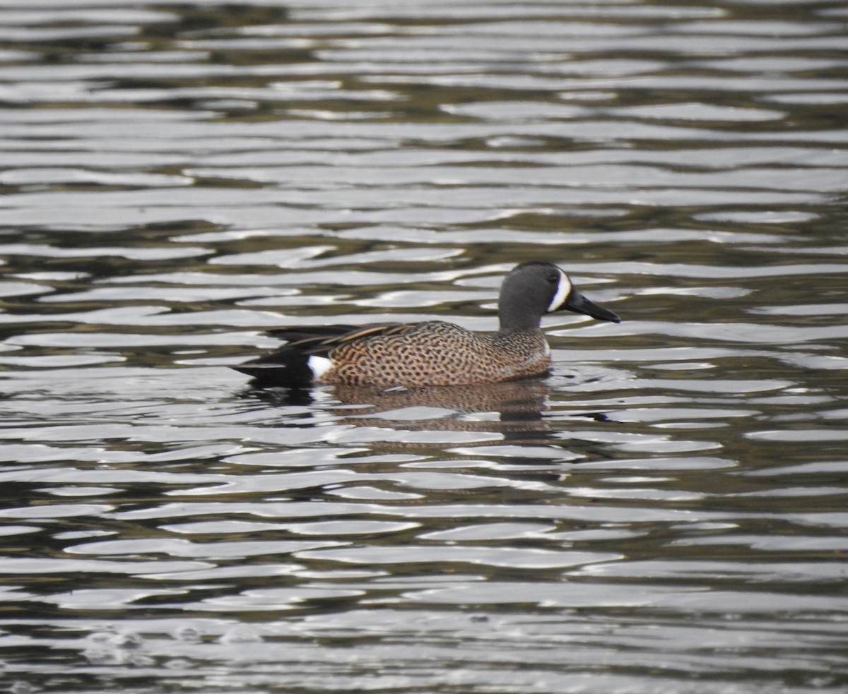 Blue-winged Teal - ML618305746