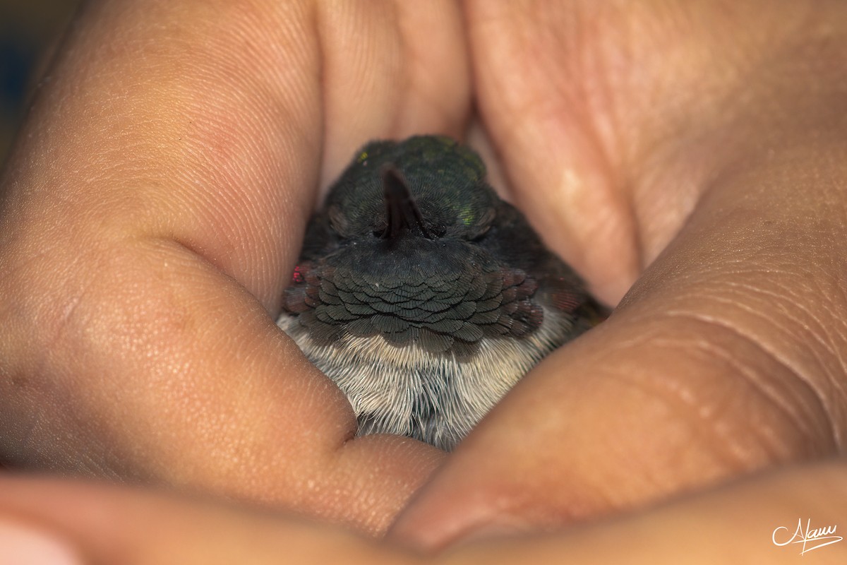 Ruby-throated Hummingbird - ML618305753