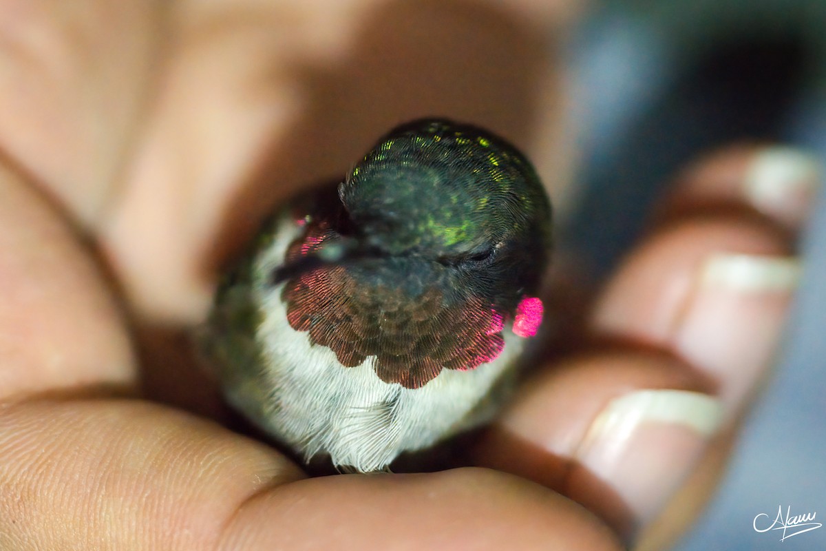 Ruby-throated Hummingbird - Alam Martínez