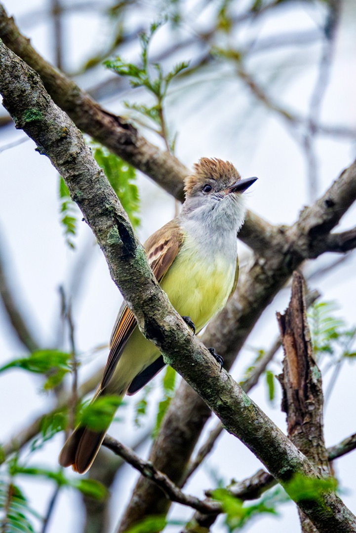 Brown-crested Flycatcher - Eric Dyck