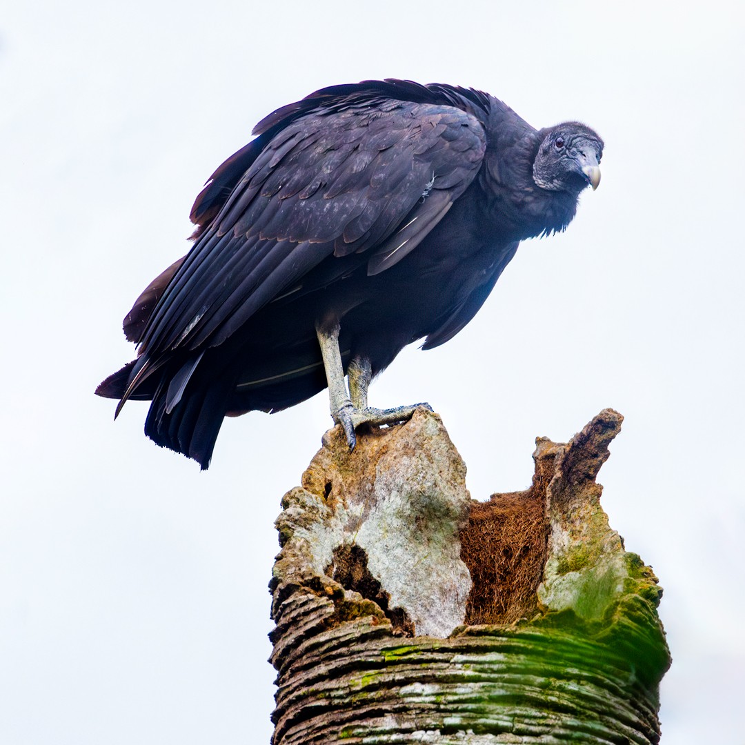 Black Vulture - ML618305771
