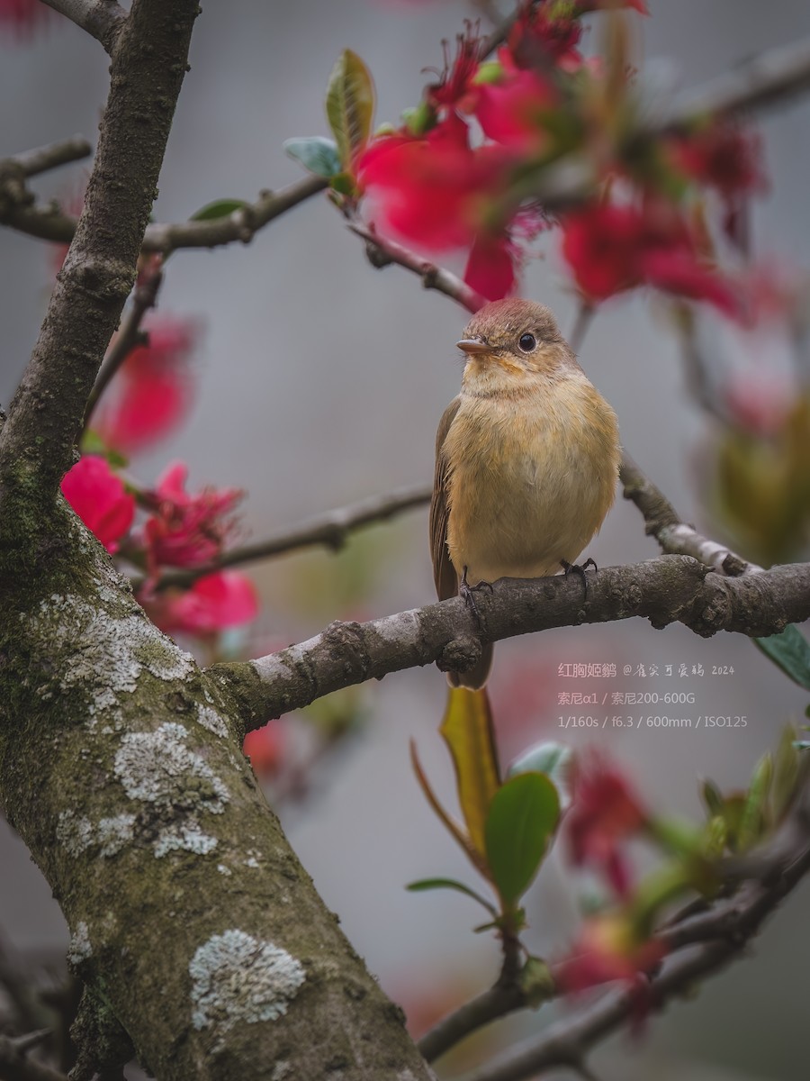 Red-breasted Flycatcher - ML618305792
