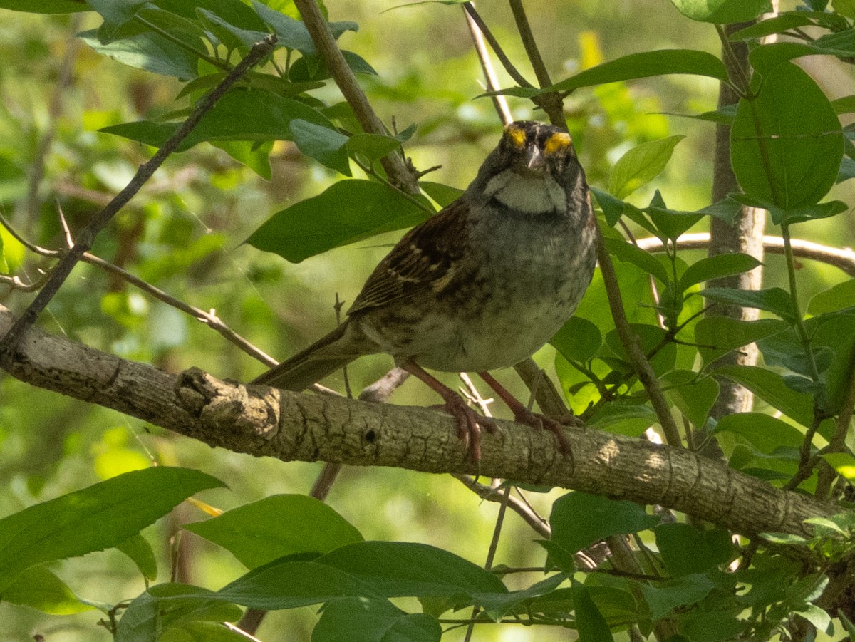 White-throated Sparrow - ML618305803