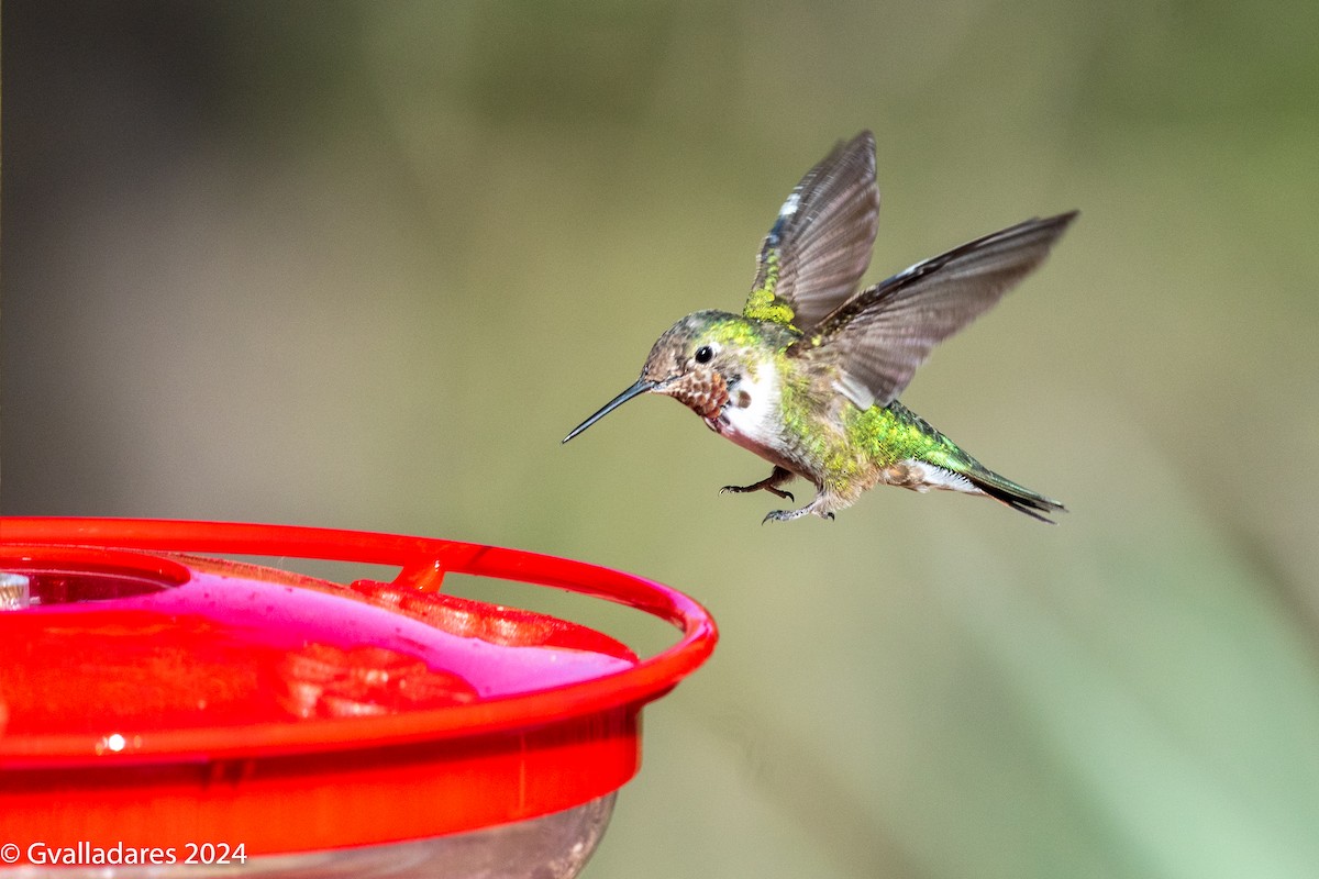 Broad-tailed Hummingbird - George Valladares