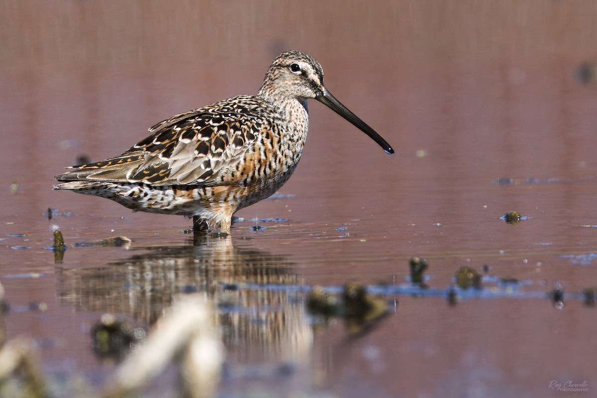 Long-billed Dowitcher - ML618305850