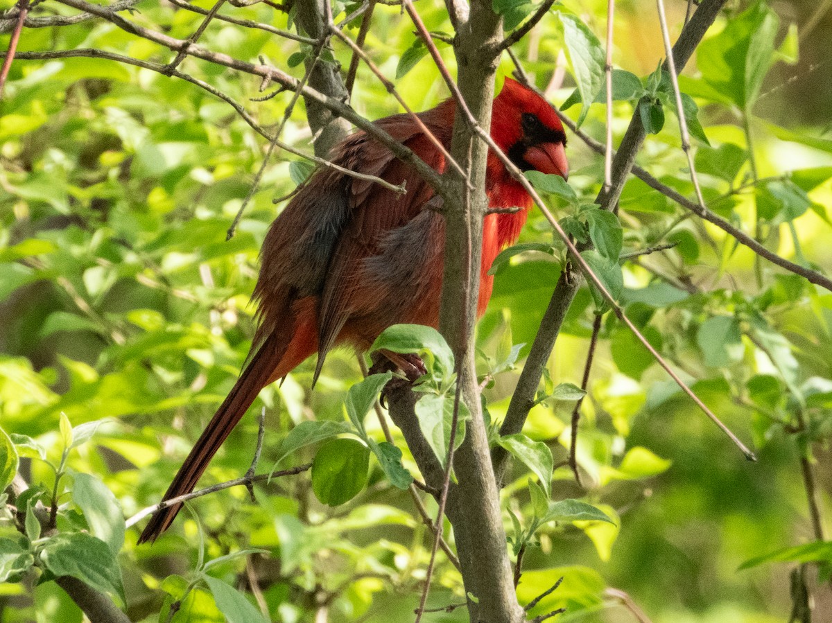 Cardinal rouge - ML618305863