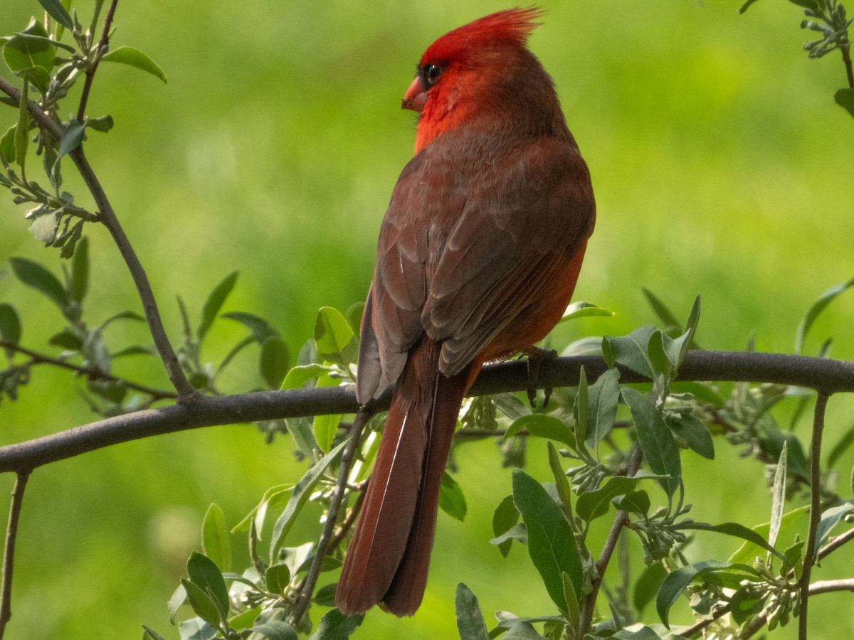 Cardinal rouge - ML618305864