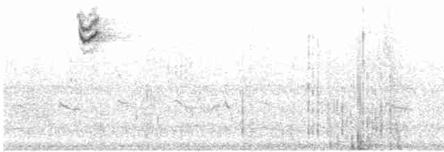 revespurv (megarhyncha gr.) (tykknebbrevespurv) - ML618305897