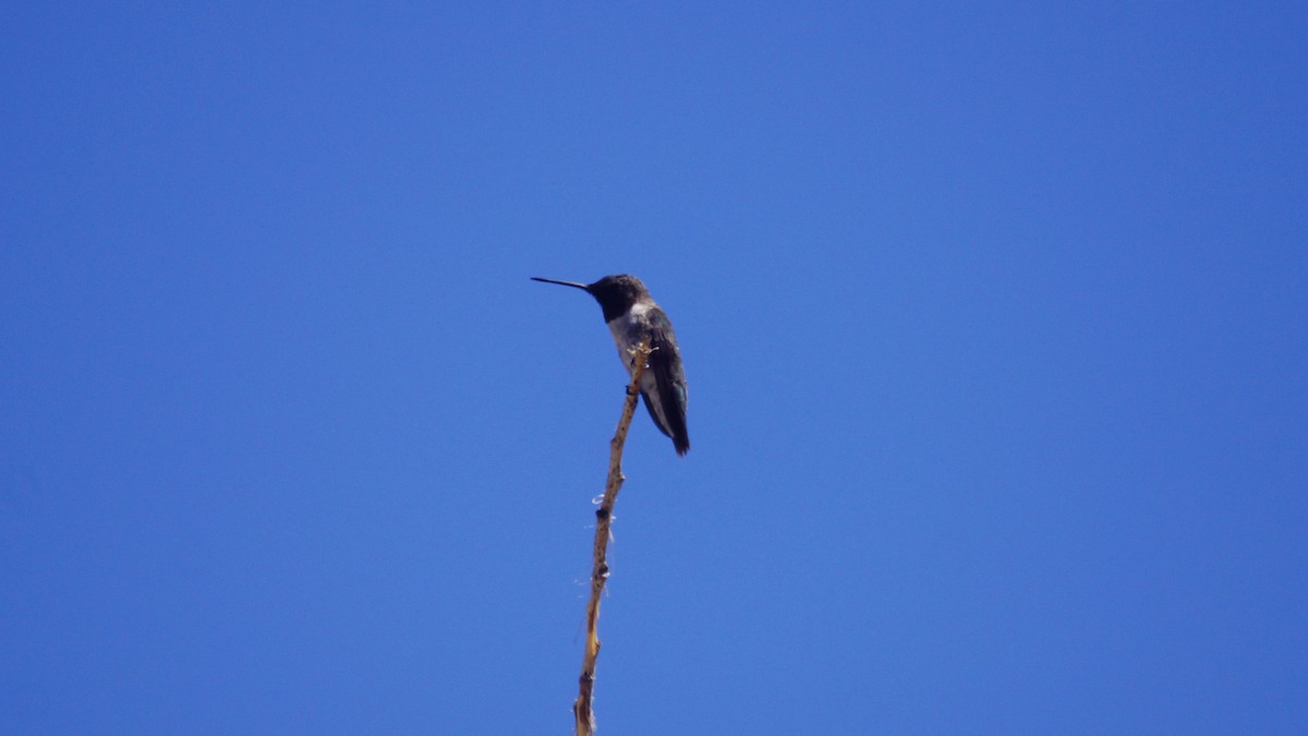 Black-chinned Hummingbird - ML618305911