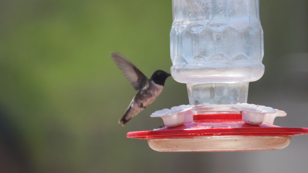 Black-chinned Hummingbird - Bryan White
