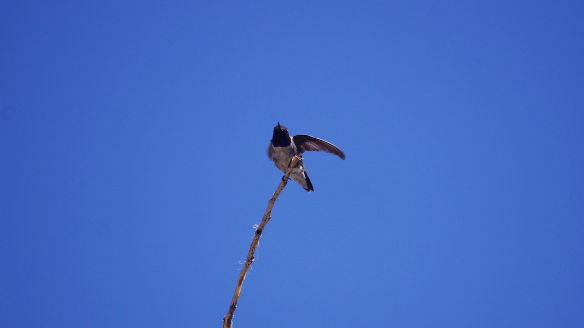Black-chinned Hummingbird - ML618305914