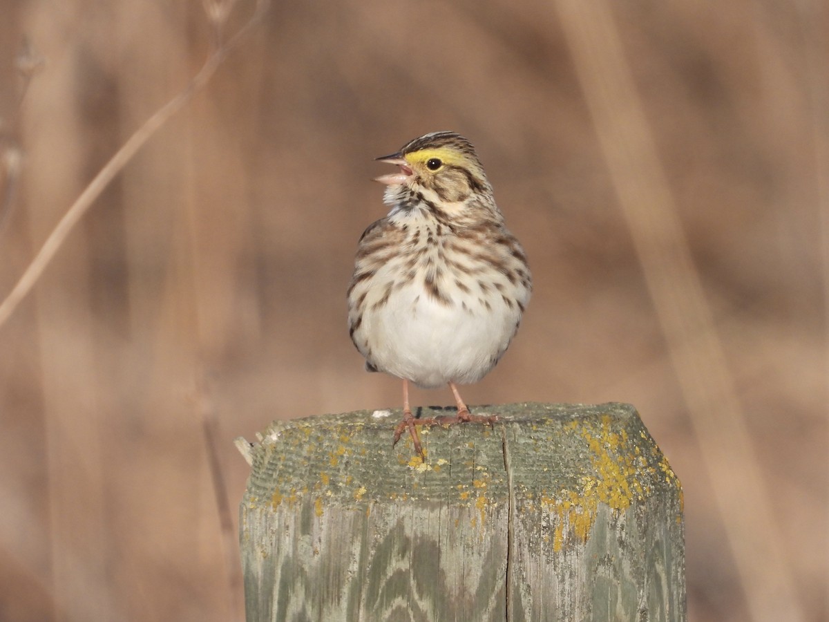 Savannah Sparrow - ML618305941