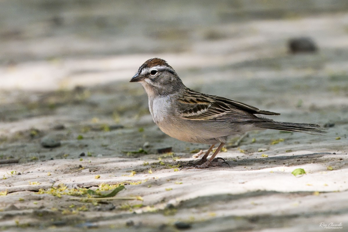 Chipping Sparrow - ML618305951